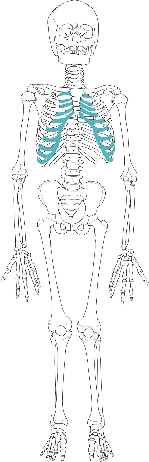13. Juvenile skeleton reillustration 20200521