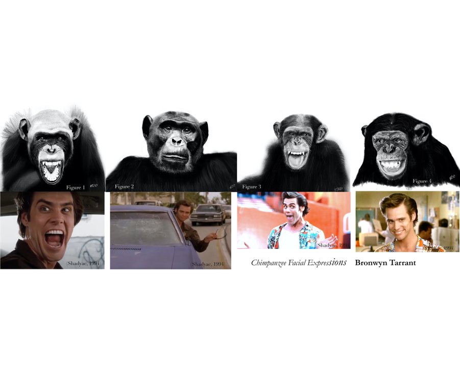 Bronwyn Tarrant - Chimpanzee Facial Expressions.jpg